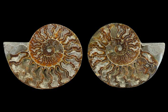 Agatized Ammonite Fossil - Madagascar #130059